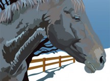 Horse Illustration